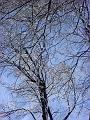 Winter Wonderland 1